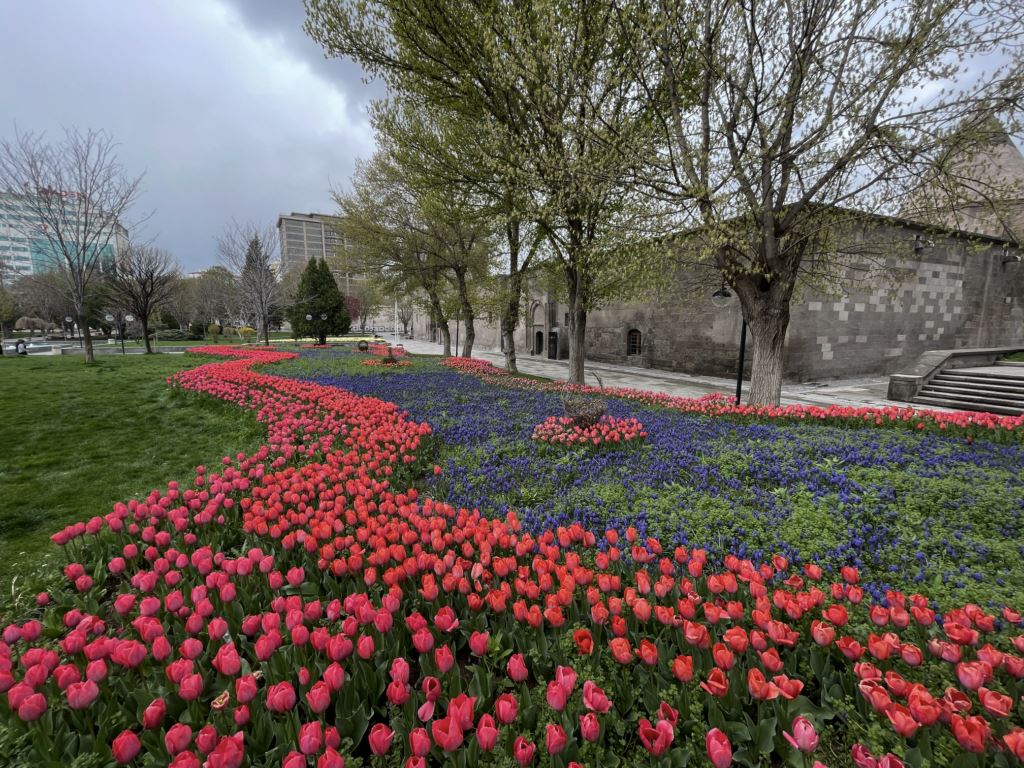 Kayseri'de lale soğanları çiçek açtı