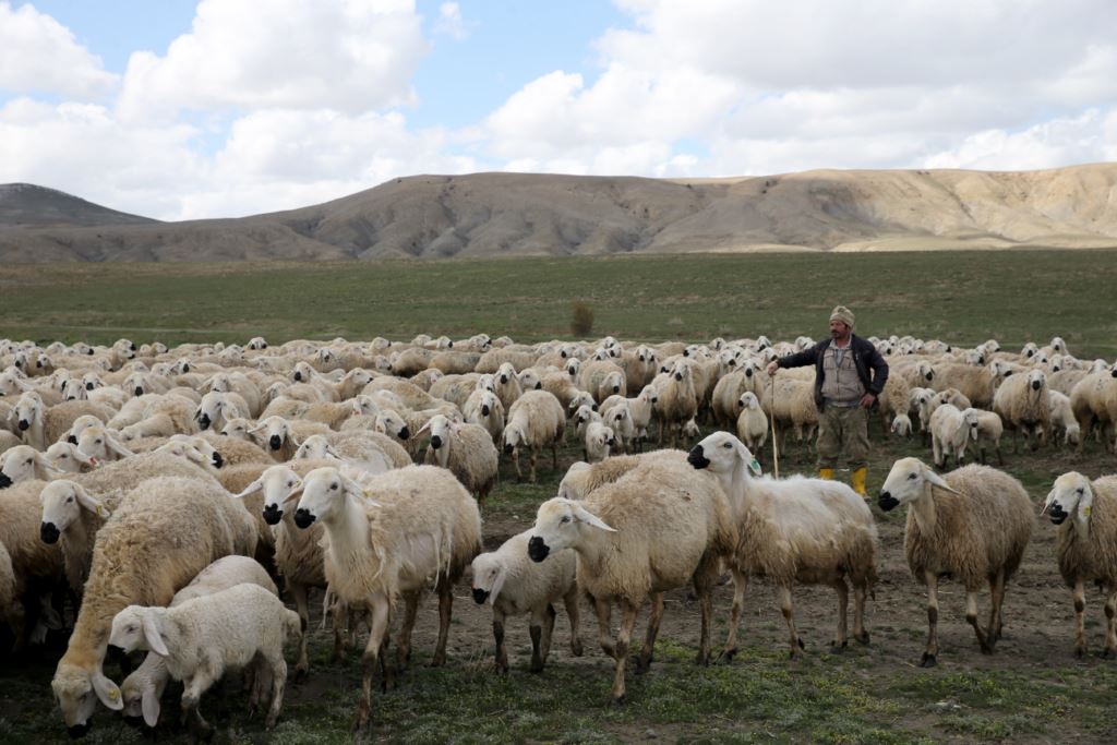 Keçi, koyun ve sığır sayısında endişe veren düşüş