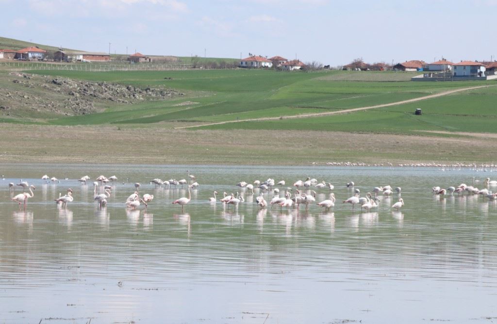 Gelingüllü Barajı flamingoların yaşam alanı oldu