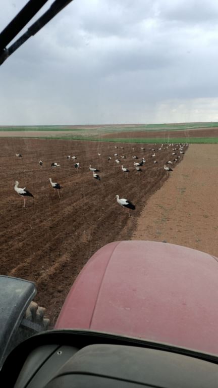 Leyleklerin traktör peşinde beslenme mücadelesi