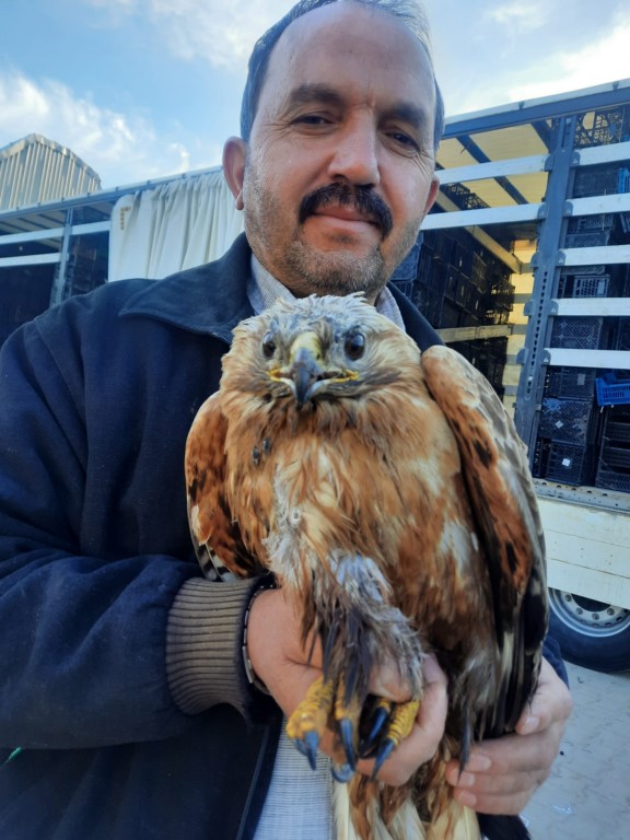 Yaralı bulunan kartal tedavi ediliyor