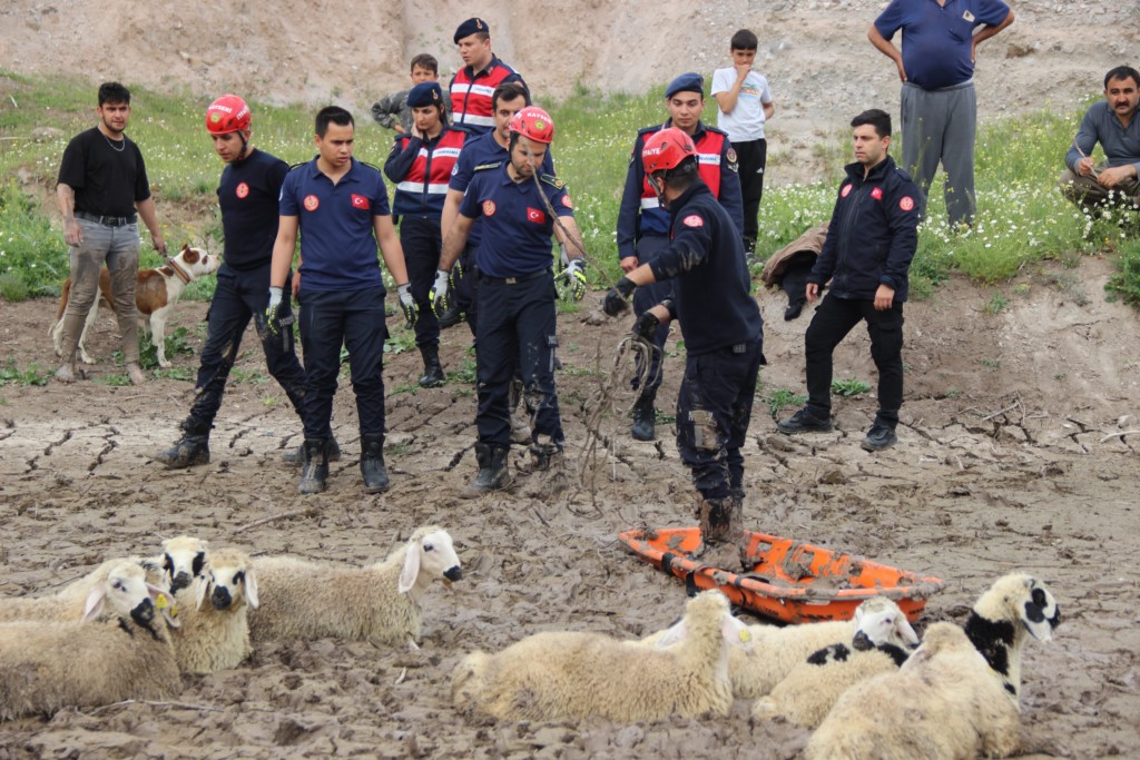 Bataklıkta mahsur kalan 30 koyun kurtarıldı