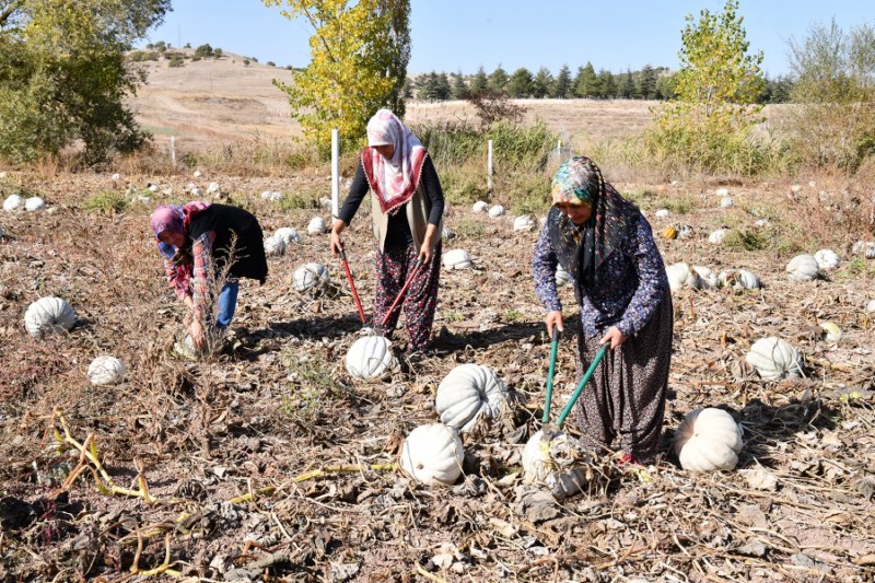 aa-20231022-32483159-32483154-eskisehirde-kadin-ciftciler-ata-tohumlarindan-bal-kabagi-uretiyor.jpg