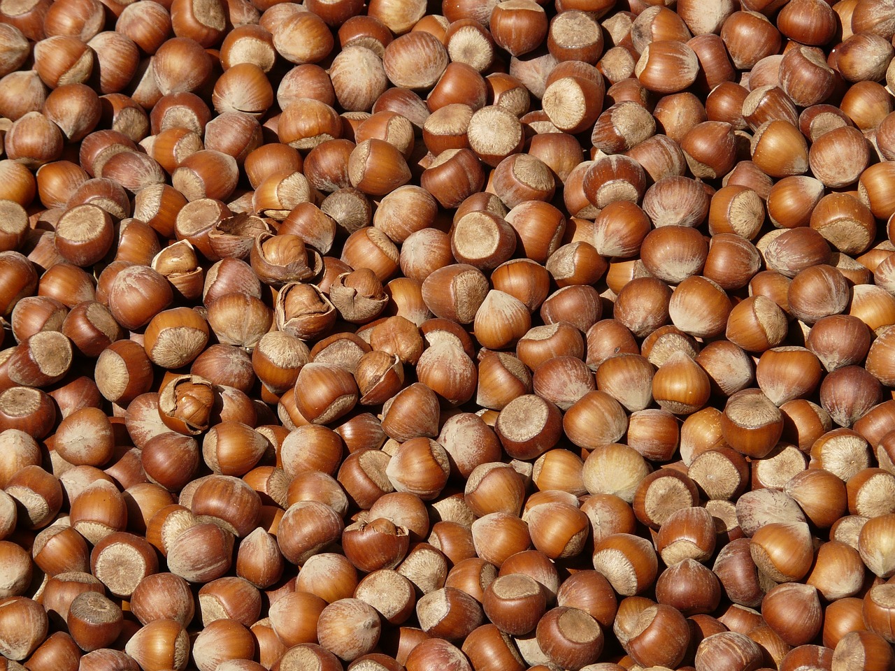 hazelnuts-73939-1280.jpg