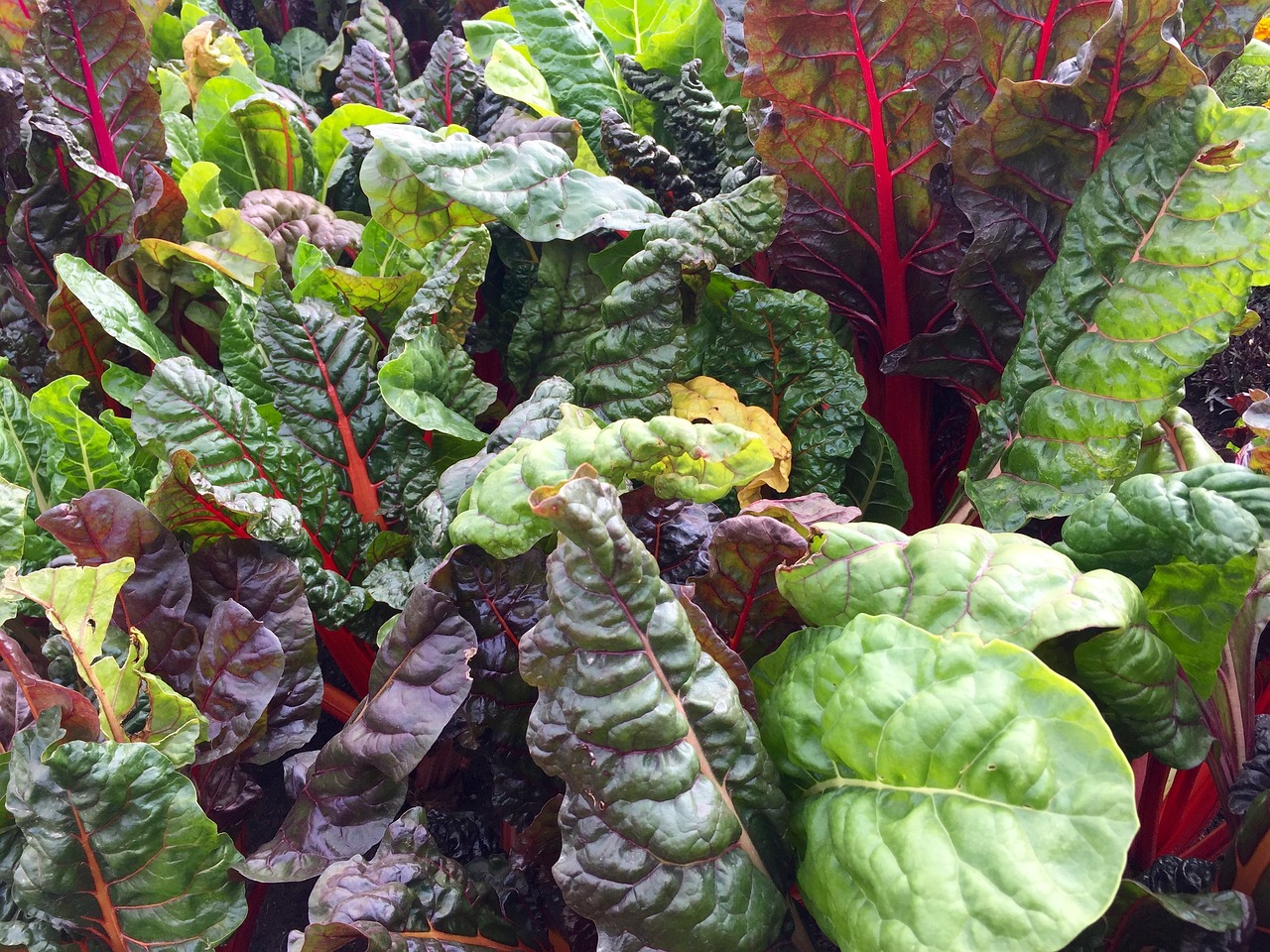 swiss-chard-2858689-1280.jpg