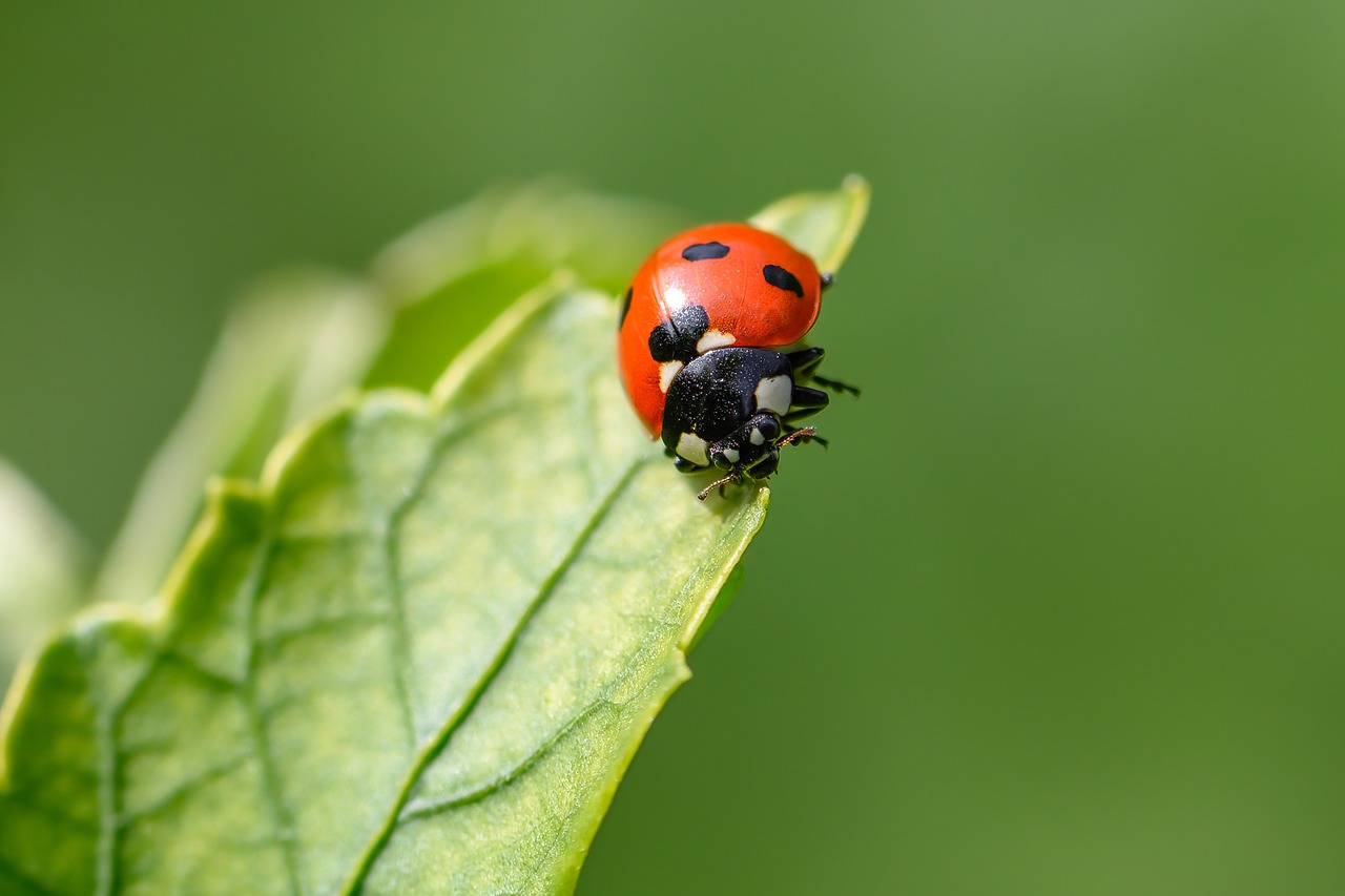 ladybug-7503430-1280.jpg
