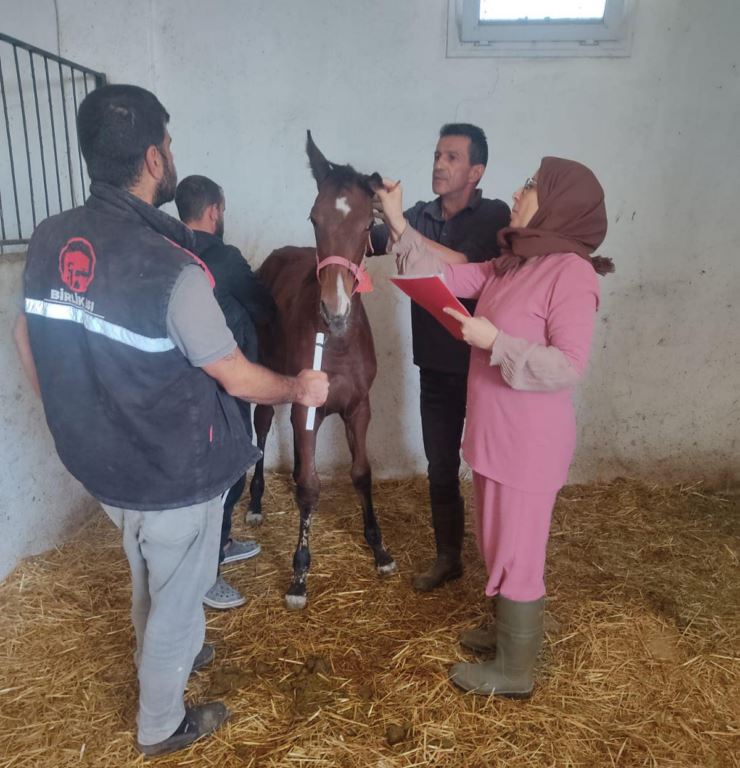 at-esek-ve-katirlar-kayit-altani-aliniyor-1.jpg
