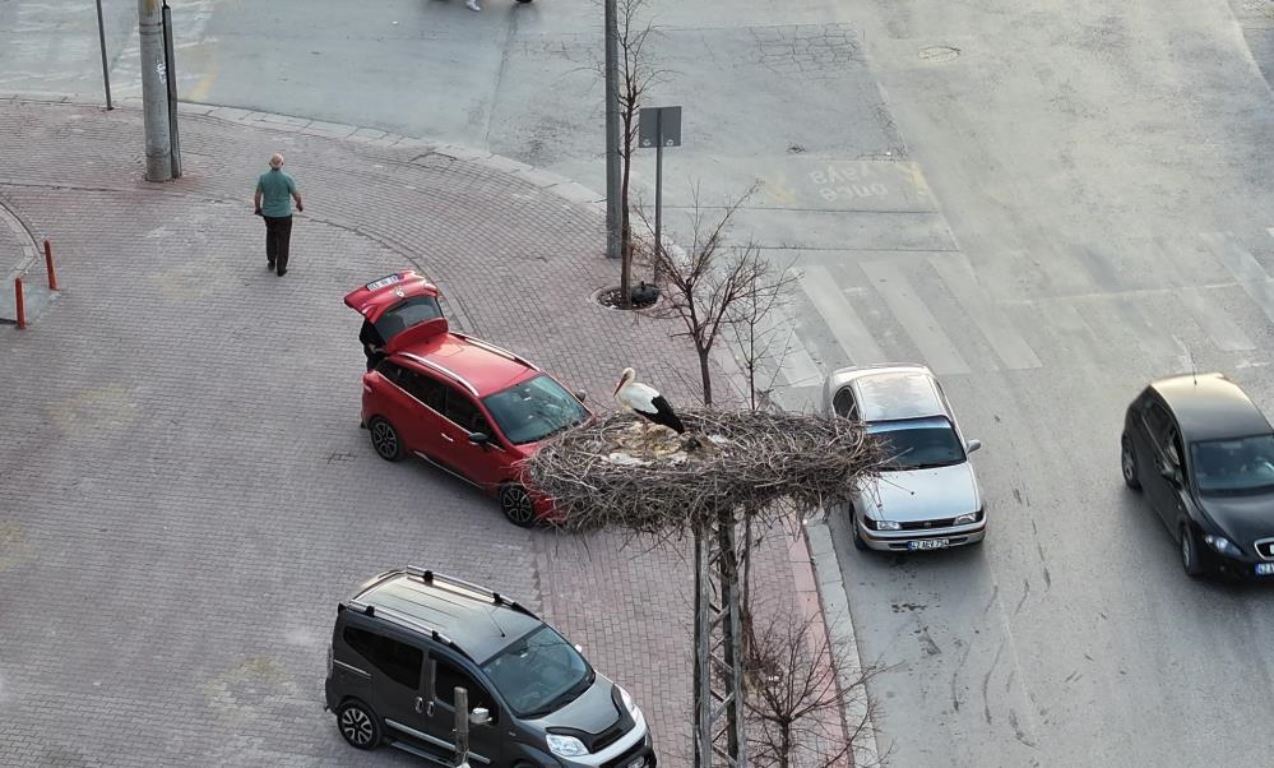 konyanin-yaren-leylekleri-baharin-mujdecisi-olarak-dondu3.jpg