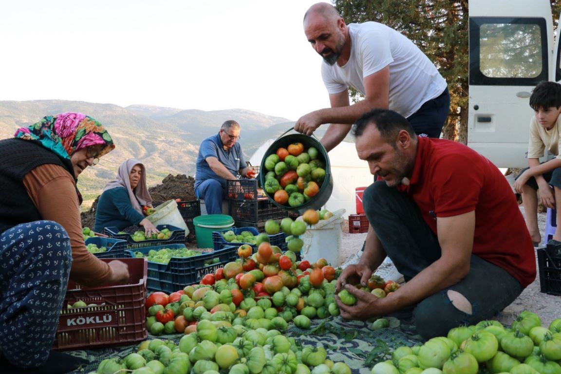 domates-seralari-ciftciye-yeniden-umut-oldu3.jpg